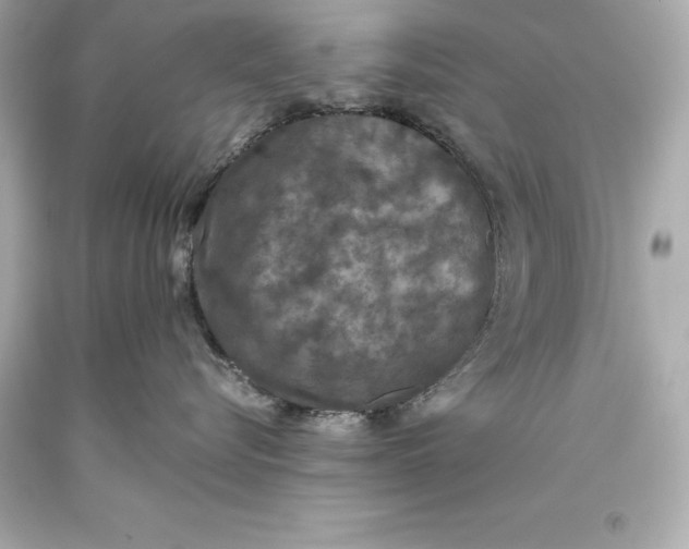 X0000093370576200711011231