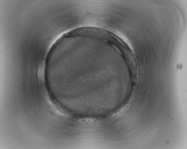 X0000093370580200711011230