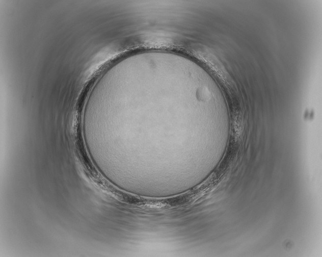 X0000093370583200711011230