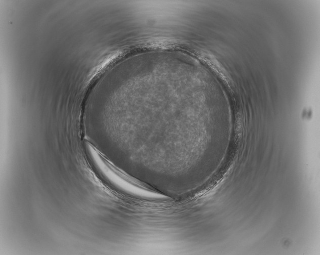 X0000093370585200711011230