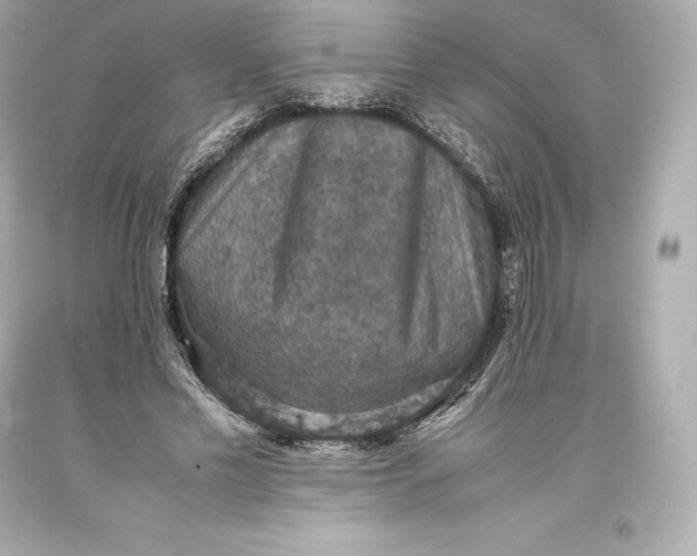 X0000093370589200711011230