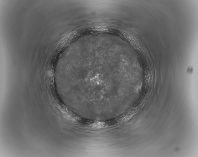 X0000093370609200711011230