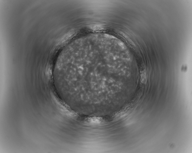 X0000093370618200711011230