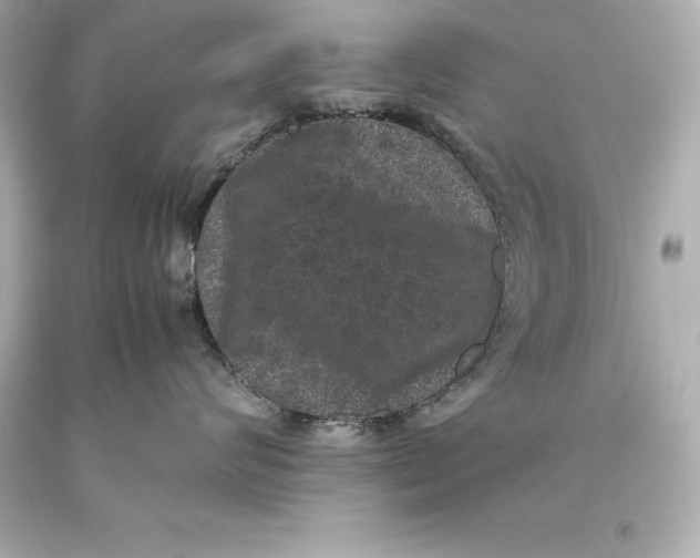 X0000093370624200711011230