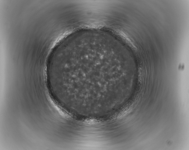 X0000093370634200711011229