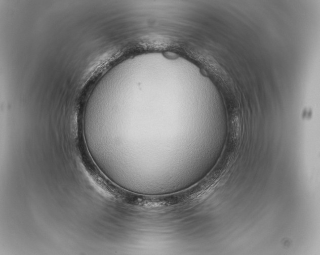 X0000093370638200711011229