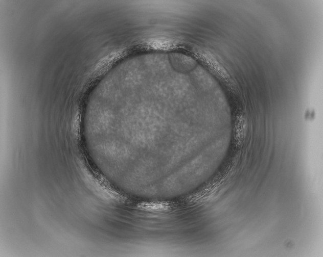 X0000093370639200711011229