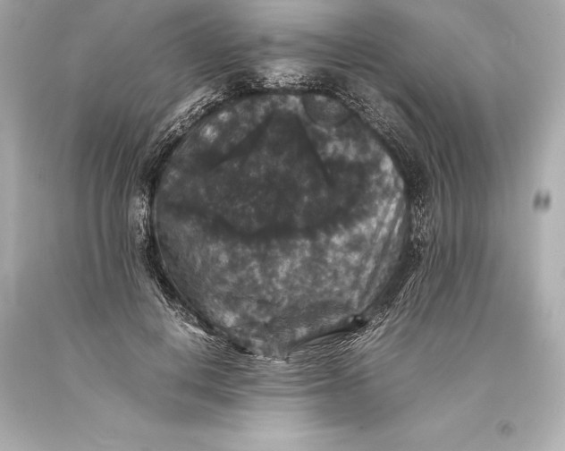 X0000093370648200711011229