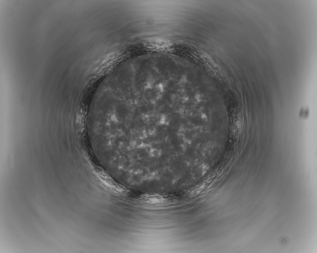 X0000093370658200711011230