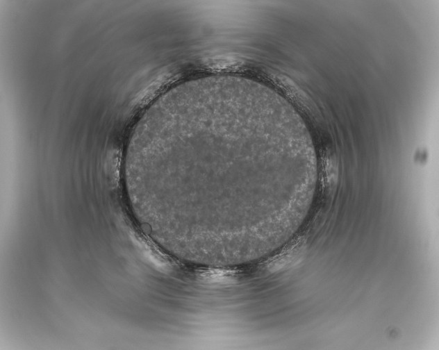 X0000093370664200711011230