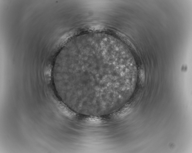 X0000093370668200711011230