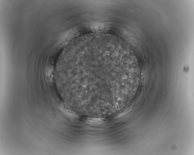 X0000093370671200711011230