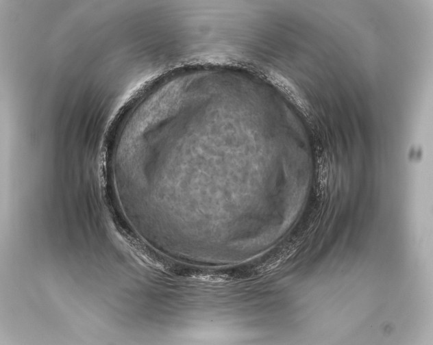 X0000093370680200711011229