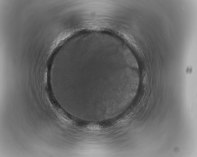 X0000093370685200711011229