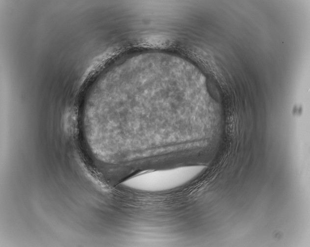 X0000093370688200711011229