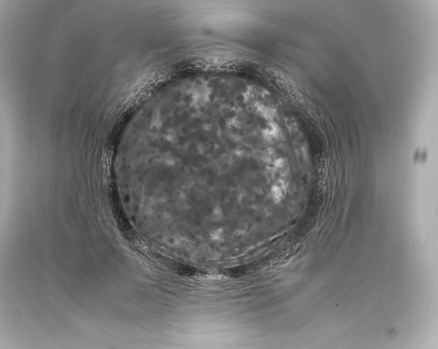 X0000093370695200711011229