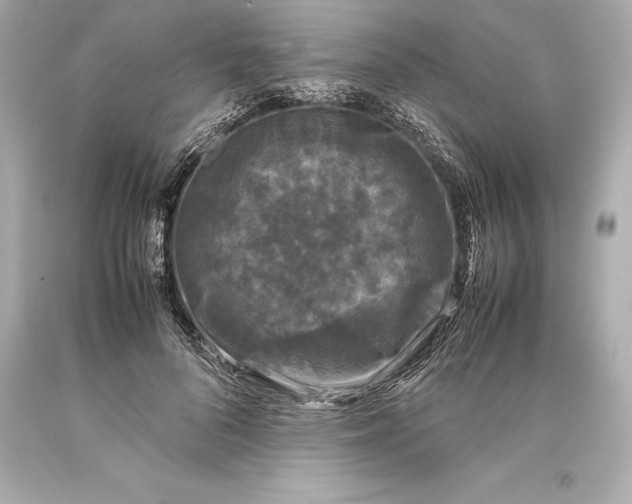 X0000093370696200711011229