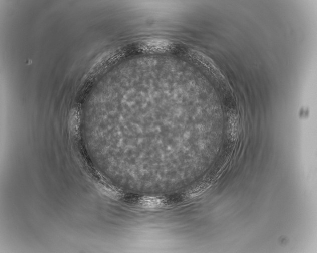 X0000093370701200711011229