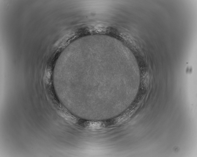 X0000093370709200711011229