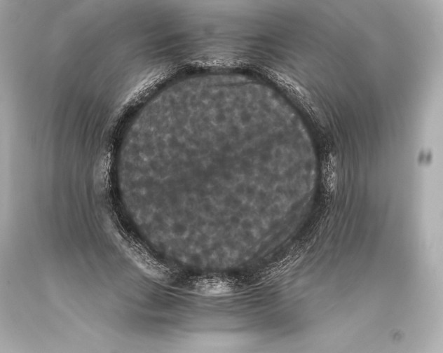 X0000093370735200711011228