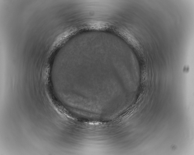 X0000093370736200711011228