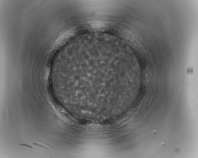 X0000093370742200711011228