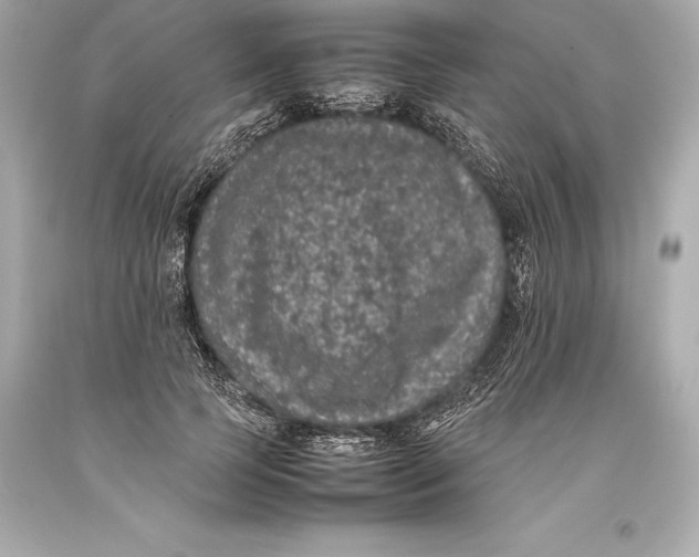 X0000093370745200711011228