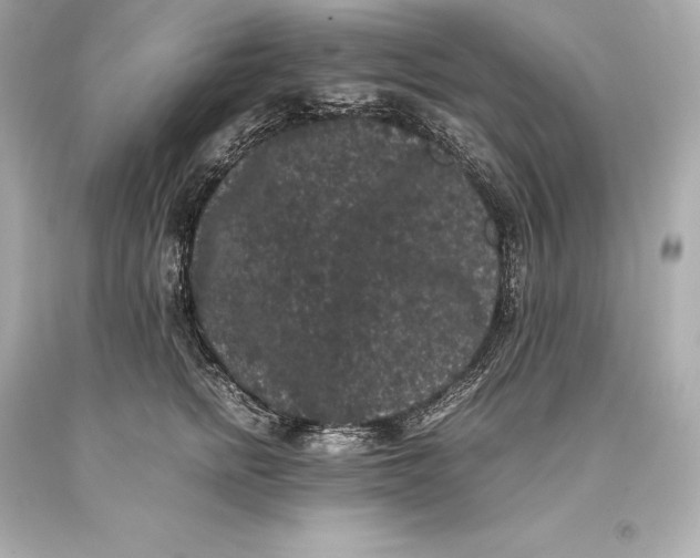 X0000093370758200711011228