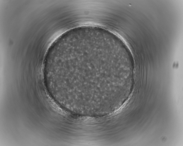 X0000093370783200711011227