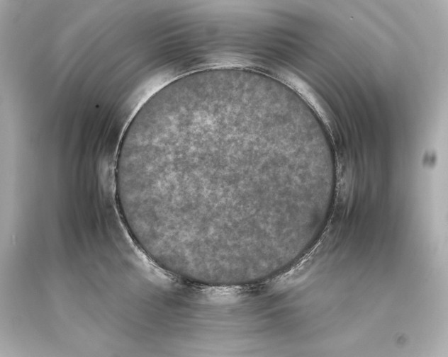 X0000093370810200711011227