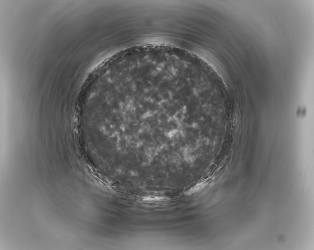 X0000093370823200711011226