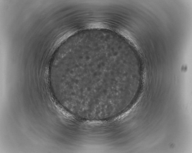 X0000093370825200711011226