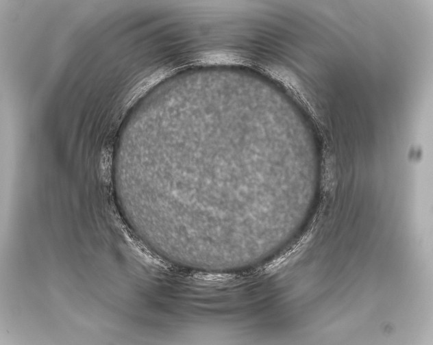 X0000093370833200711011226