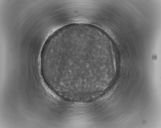 X0000093370840200711011226