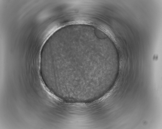 X0000093370844200711011226