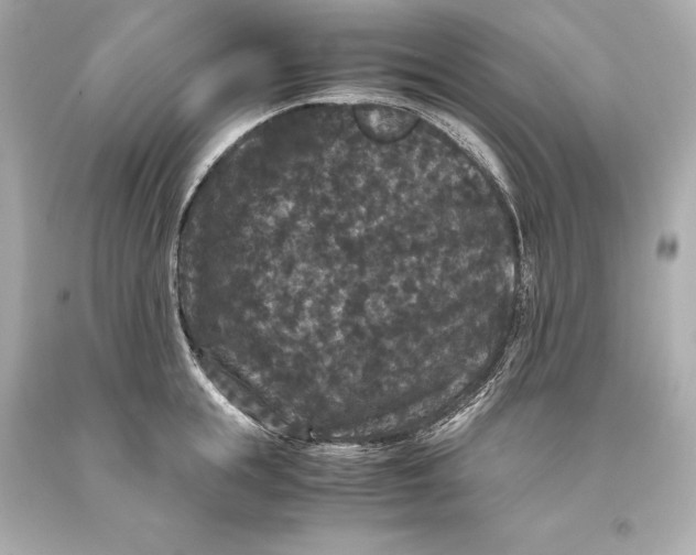 X0000093370855200711011227