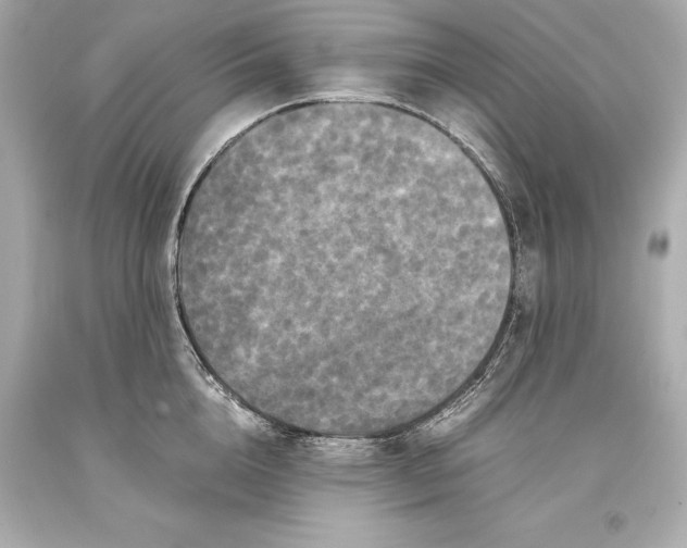 X0000093370856200711011227