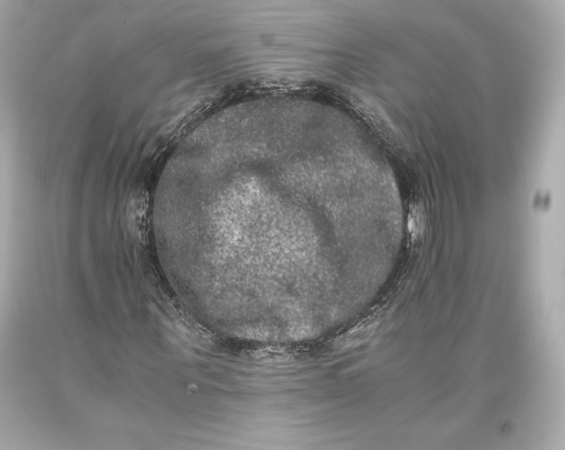 X0000093370867200711011226