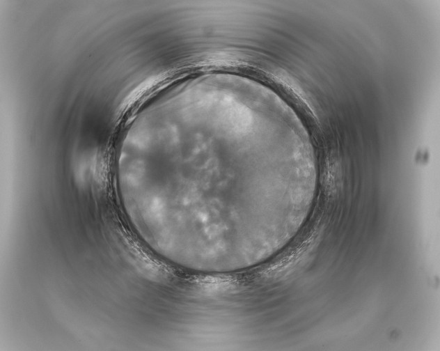 X0000093370874200711011226