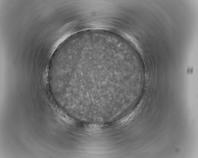 X0000093370875200711011226