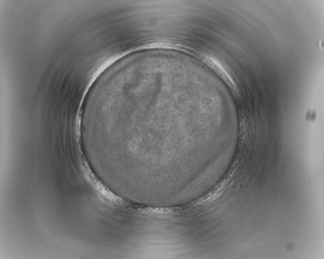 X0000093370900200711011225