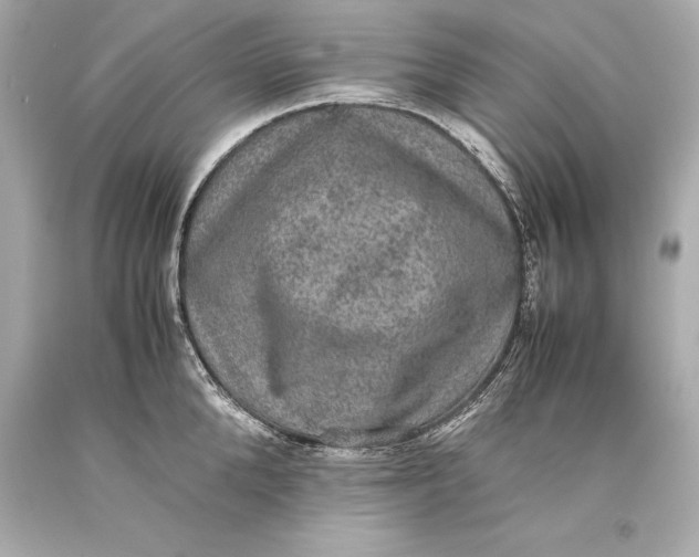 X0000093370904200711011225