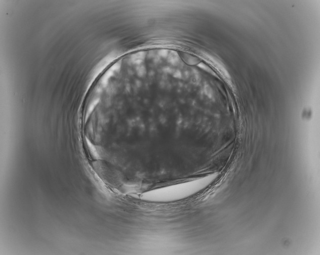 X0000093370907200711011225