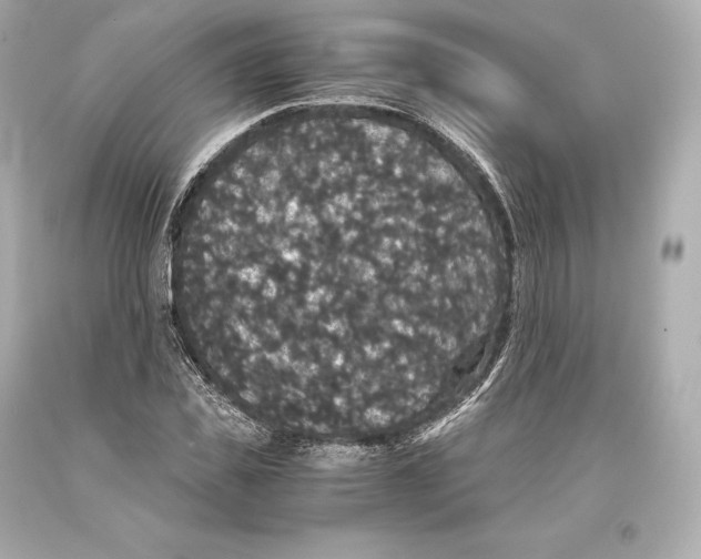 X0000093370925200711011225