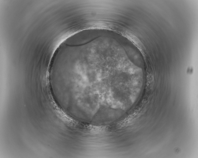 X0000093370928200711011225