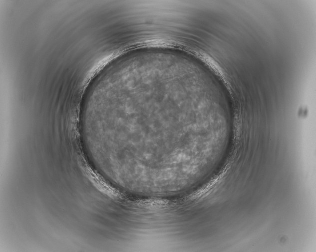 X0000093370930200711011225