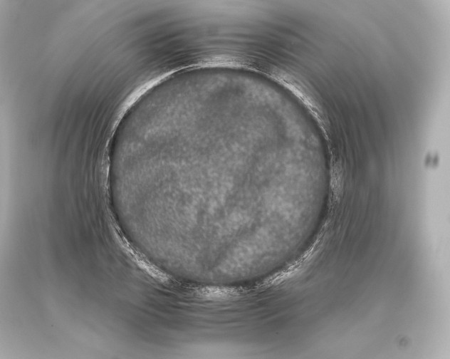 X0000093370933200711011225