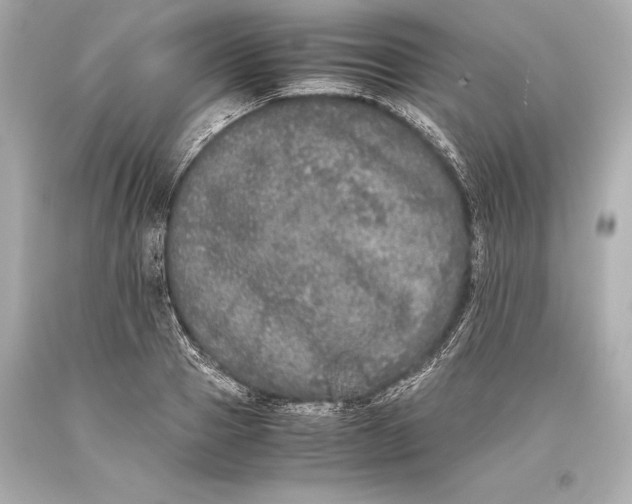 X0000093370937200711011225