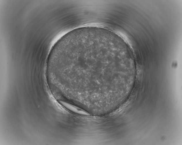 X0000093370952200711011225