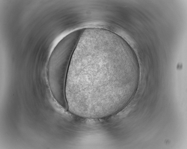 X0000093370960200711011225